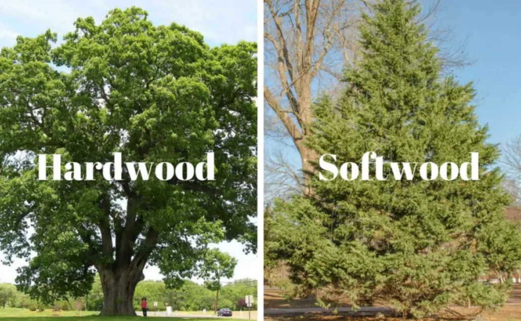 Hardwood Vs Softwood Differences Uses Pros And Cons The Ultimate 