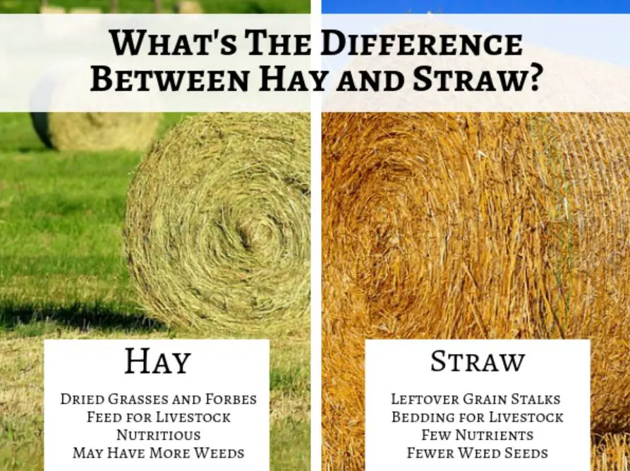 Hay vs. Straw - Cottin's Hardware