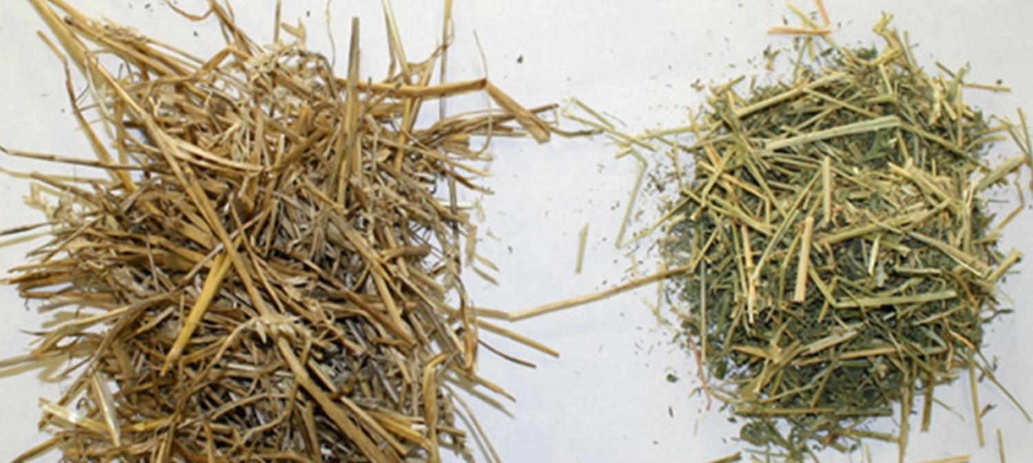 Straw Vs Hay What’s The Difference and Different Uses The Ultimate