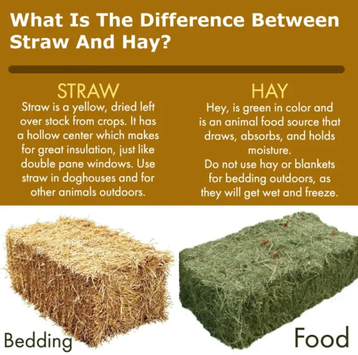 Straw Vs Hay – What’s The Difference and Different Uses - The Ultimate