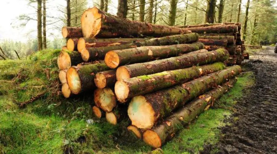 Timber Vs Lumber Vs Log – Differences, Uses, Pros And Cons - The ...